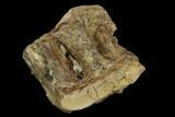 Fossil Fish (Ichthyodectes) Vertebra - Kansas #127864-1